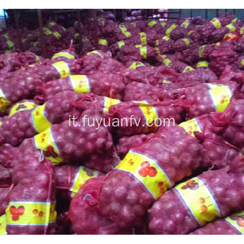 Cipolle rosse fresche rotonde con buona qualità